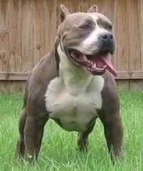 17 Abril_Pitbull Terrier